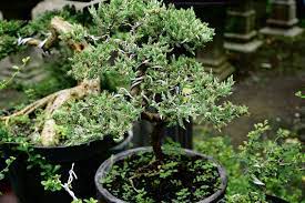 how to grow and care for juniper bonsai