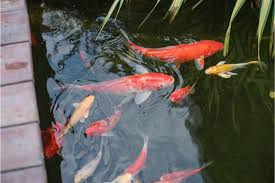 10 Best Pond Fish For Your Pond 5 You