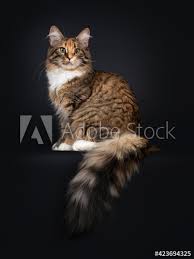 Published on december 17, 2015, under animals. Fototapete Young Polydactyl Tortie Maine Coon Cat Kitten Sitting Side Ways On Edge Front Paws Over Dge Showing The Extra Toes Looking Towards Camera Isolated On Black Background Big Fluffy Tail Hanging