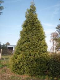 Even on sites of relatively poor culture, plants have been known to grow to heights of 15 metres (49 ft) in 16 years. Thuja Green Giant Green Giant Arborvitae North Carolina Extension Gardener Plant Toolbox