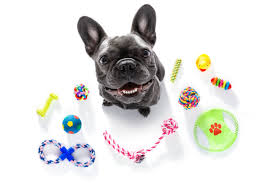 the 13 best toys for french bulldogs