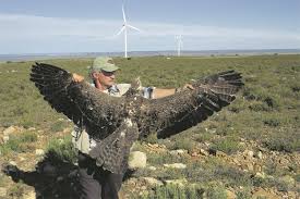 Wind farms can be deadly | Wind Energy News