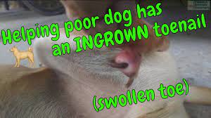 dog has an ingrown toenail swollen toe