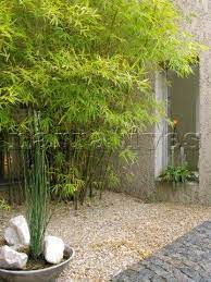 Bamboo Garden Garden Landscape Design