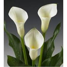 calla lily mini white bunch of 10