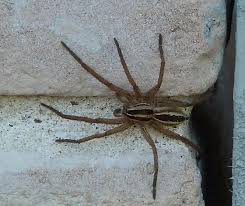 Big Spider Portland Tx Rabidosa Rabida Bugguide Net