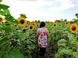 To see it, just press settings of your browser > press desktop site > done! List Beautiful Flower Fields In Ph Perfect For Romantic Dates