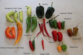 Red Hot Chili Pepper Pepper Seeds Sweet Pepper Seeds Buy Black Pepper Seeds Seeds Pepper Hybrid Pepper Seeds Product On Alibaba Com