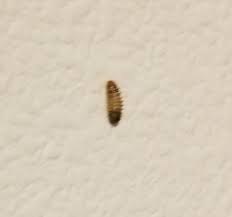 can carpet beetle larvae live on a