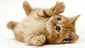 cute kitten cat cute