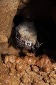 white nose syndrome has devastated bats