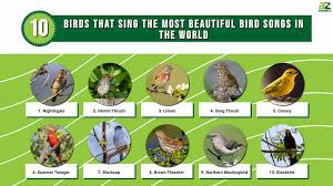 the most beautiful bird songs in the