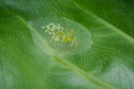 jumping spider brood care