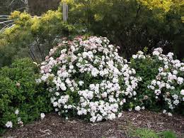 Thank you very much for your great article on australian plants suitable for hedges. Viburnum Anvi