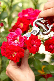 how to plant and grow roses