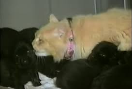 27.06.2020 · momma cat steals puppies from neighbor's house then owners realize she has a good reason. A Neighborhood Cat Was Caught Stealing Puppies For A Surprising Reason