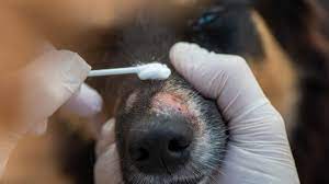 ringworm in dogs treatments cines