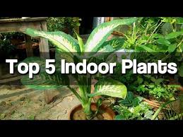 Top 5 Best Indoor Plants Easy To Grow