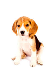 beagles pocket purebred