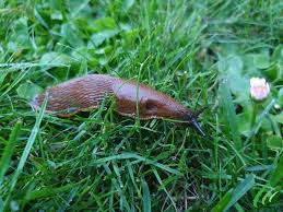 eight surprising facts about slugs and