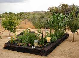 Vegetable Garden In Arizona A P Nursery