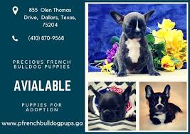 He's on puppy prozac as well as allergy meds and prescription food. Precious French Bulldog Puppies French Puppies Twitter