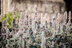 how to grow and care for lamb s ear