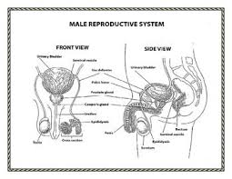 We will also learn about the functional anatomy. Diagrams Male And Female Reproductive Systems Human Growth And Development Female Reproductive System Reproductive System