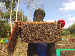 Lebah Madu, Mengubah Cerita Hidup Sang Pembalak Kayu | Cerita | Pantau  Gambut