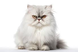 persian cat real picture hd photo