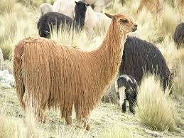 Know Your Camelid Is It A Llama Alpaca Guanaco Or Vicuña