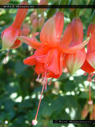 Image result for Fuchsia
  ( Walz Mandoline Fuchsia )