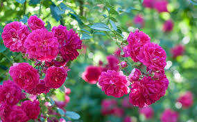 wallpaper pink rose flowers garden