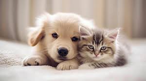 cute kitten puppy images browse 157