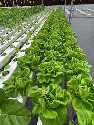 automatic upvc hydroponics farm setup