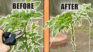 how do you prune tomato plants