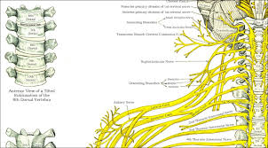 Spinal Nerves And Subluxations Poster