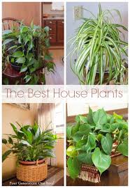 Plants Indoor Plants