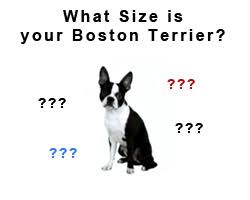 Boston Terrier Weight What Size Is Your Boston Terrier