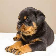 german and american rottweiler puppies