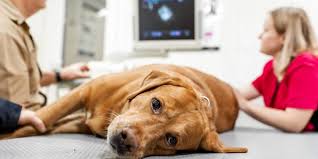 The diarrhea often has a very strong smell, may contain lots of mucus and may or may not contain blood. Parvo In Dogs Signs Of Parvo Vaccine Treatment
