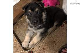 Vet checked, first shots, microchipped companion puppies and working dogs. German Shepherd Puppy For Sale Near Des Moines Iowa 05cee677 A5a1