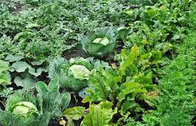 Vegetable Crop Yields Plants Per