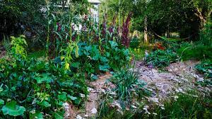 how to grow a permaculture food forest