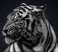 100 black tiger wallpapers