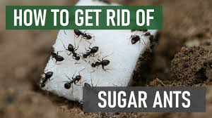 how to get rid of sugar ants common