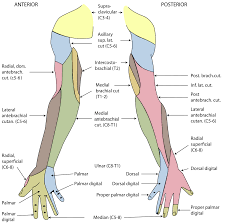 On the posterior side of the arm the extensor muscles, such as the extensor carpi ulnaris and. Nerve Supply Of The Human Arm Wikipedia