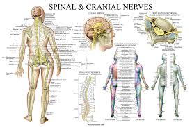 Spinal Nerves Anatomical Chart Spine And Cranial Nervous