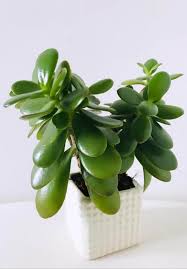 Money Plant Jade Plant Crassula