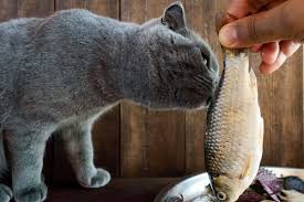 can cats eat fish 18 delicious